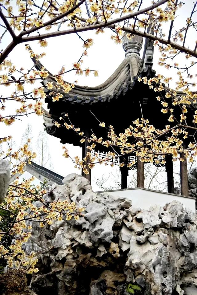 欢迎走进愚园的假山秘境→