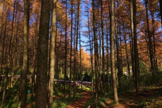 重庆巫山：梨子坪森林公园景美如画