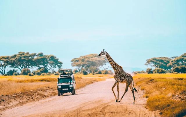 去肯尼亚看动物，为什么让年轻人热泪盈眶？