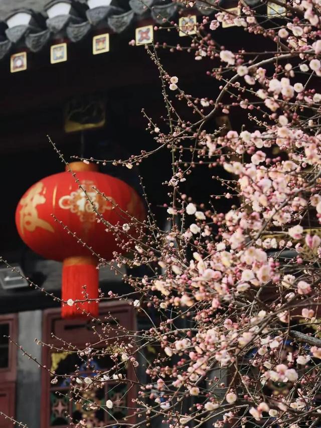 已开！成都怎么提前过上“春天”了