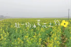 镜“说”永州｜油菜花开 邂逅潇湘最早的春天图片