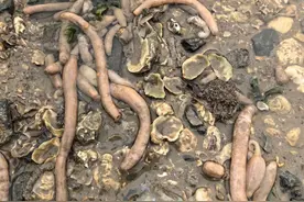 密密麻麻！大连一海滨出现大量“海肠”状生物……图片