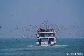 荣成海驴岛，海鸥伴飞游轮图片
