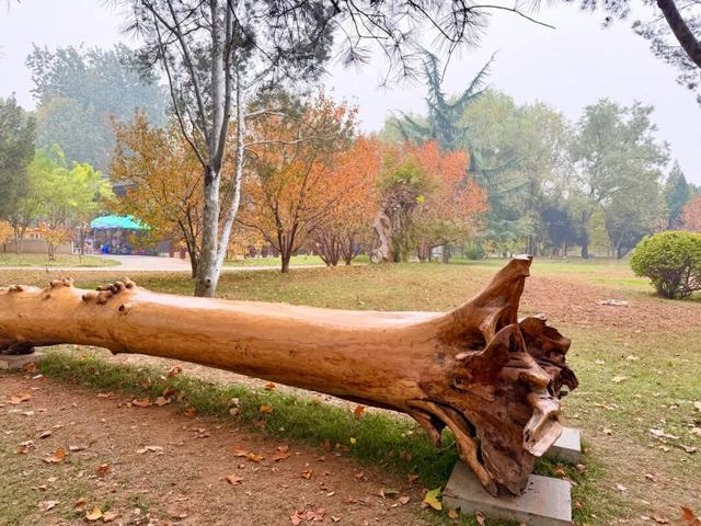 石家庄绝美“梧桐大道”已上线，打卡攻略来了→