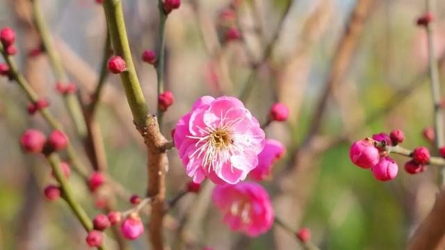 刷屏预警！宜昌第一波梅花开了