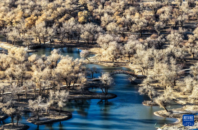 美丽中国丨额济纳：晚秋胡杨美