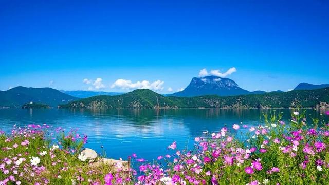 别信秋天萧瑟！凉山的花：我们才是秋天的“显眼包”