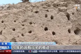 黑鹳、栗喉蜂虎……飞行技巧高超的鸟类在这里安家图片