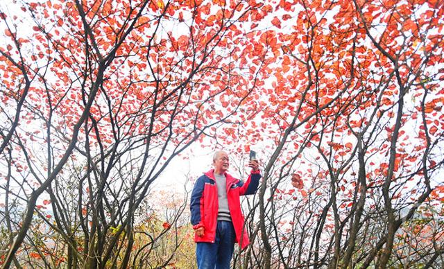 重庆酉阳：山羊村红叶进入最佳观赏期 层林尽染引客来