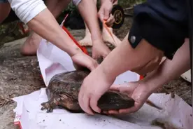 江西广昌发现成体野生“娃娃鱼” 警民救助将其放生图片