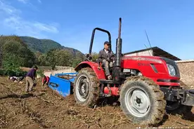 陇县温水镇峡口村土豆喜获丰收 黄土地里长出“金豆豆”图片