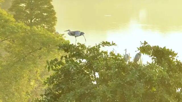 到肇庆，邂逅一场岭南绚彩之冬！