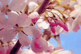 苏州官宣：3月10日正式入春！图片