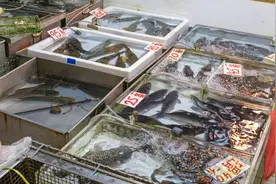 夜读丨一条鱼的使命图片