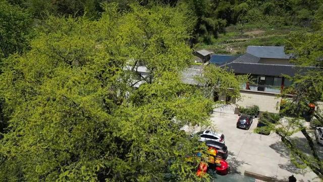 湖北长阳：初冬限定景致！817岁古樟见证1007岁雄银杏和547岁雌银杏的四季情书