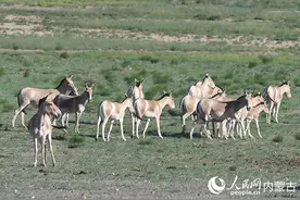 巴彦淖尔市探索“保护区＋牧民”协同机制 共筑野生动物家园图片