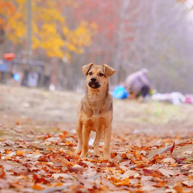 限定美景！听说有人还没去…