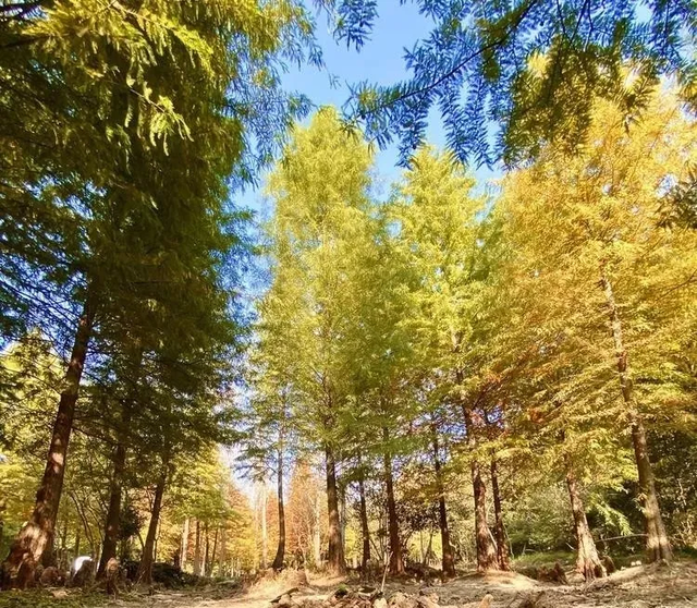 如果你要写溧水的秋天……（文末有福利）