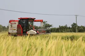 海南早稻陆续成熟丰收在望 主推深优1618等9个水稻高产优良品种图片