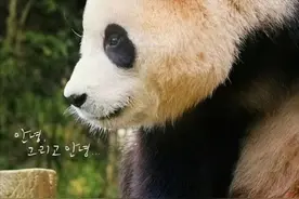 韩国拍熊猫“福宝”电影定档图片