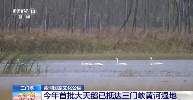 首批大天鹅已抵达！来三门峡黄河湿地赴一场生态与文化之约