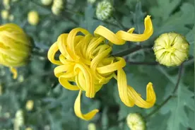 大兴食用菊花即将上市  为首都花园城市“增香添色”图片