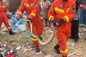 云南红河一条蟒蛇钻进村民家中偷吃4只鸡，疑因撑太饱被消防生擒，现已放归野外图片