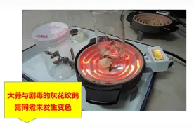 民间方法辨别野生蘑菇？别信，每一条都可能致命！图片