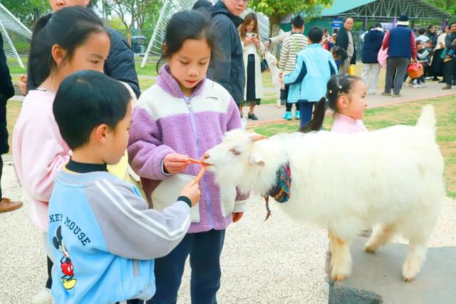 紫花风铃季赏花游玩超实用攻略！畅玩N种趣味体验~看这篇就够啦！