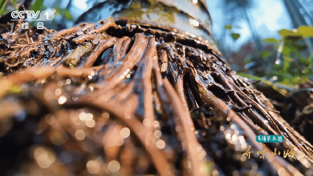 今天18:20！央视一套，看六安！