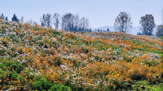 余杭这片花海，限时回归！
