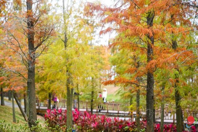 速报!湛江这些地方的杉树进入观赏期,错过等一年!