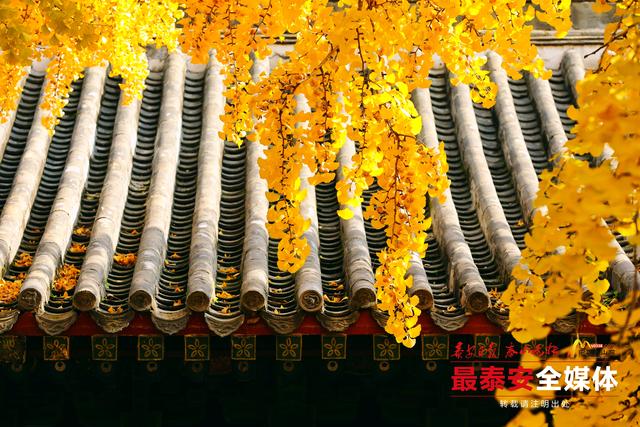 千年岱庙 一庭秋色