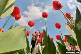 长沙数十万株郁金香盛放 游人共赴浪漫花海图片