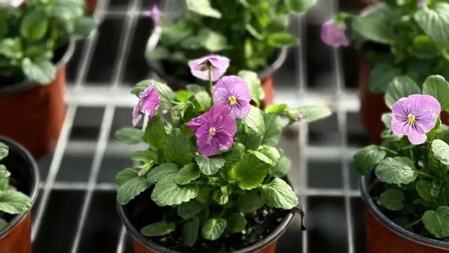 现代农业与田园风光交织，金山推出周末休闲新路线