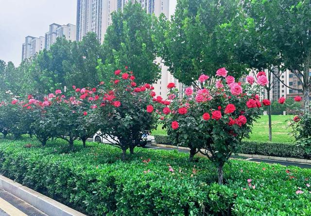 合肥高新区“花样”告白 邀请您来邂逅秋日浪漫