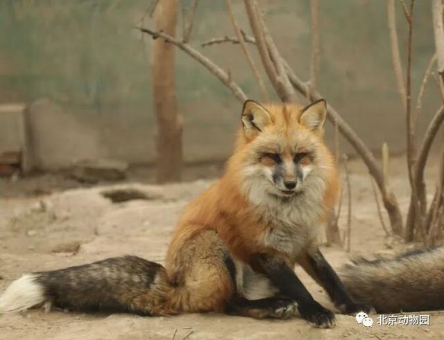 “疯狂动物城”原型，在北京找到了！