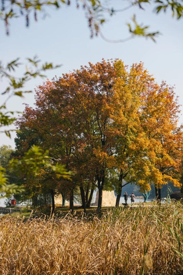 东湖秋日图鉴③｜磨山秋笺：一叶一诗，帧帧藏秋韵