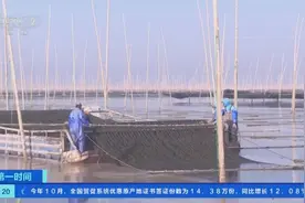 浙江临海万亩紫菜迎丰收！一起感受海上丰收画卷→图片