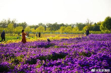 北京海淀这里，“藏”着一片紫色花海！
