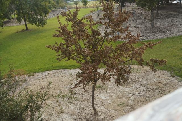 植物园不止失去一个秋天