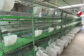镇宁江龙镇：发展肉兔产业 助力乡村振兴“加速跑”图片
