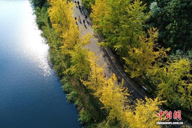 大自然的冬日画作 重庆园博园色彩斑斓美如画