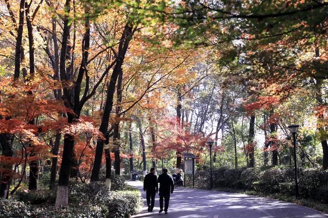 邂逅长沙最美秋天！湖南省植物园彩叶植物进入观赏期
