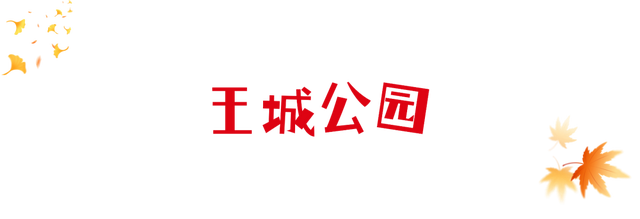 报告！洛阳这里的乌桕红了！