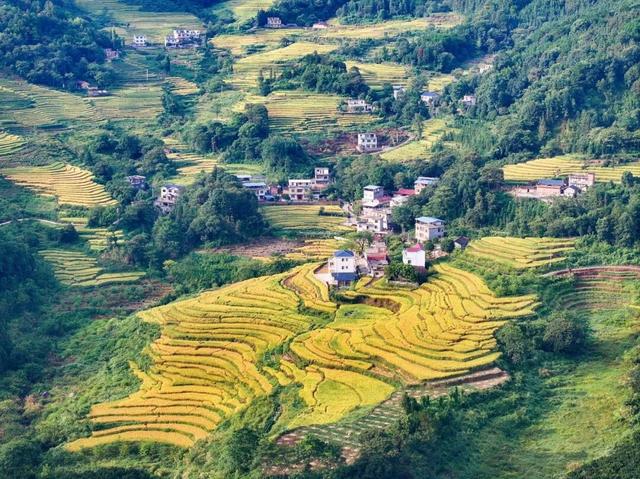桂林这里的稻田已经黄啦～收获金色秋景！