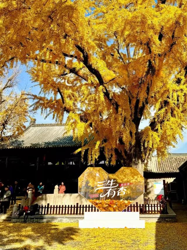 这6个淮南银杏绝美打卡地！码住刷爆朋友圈！