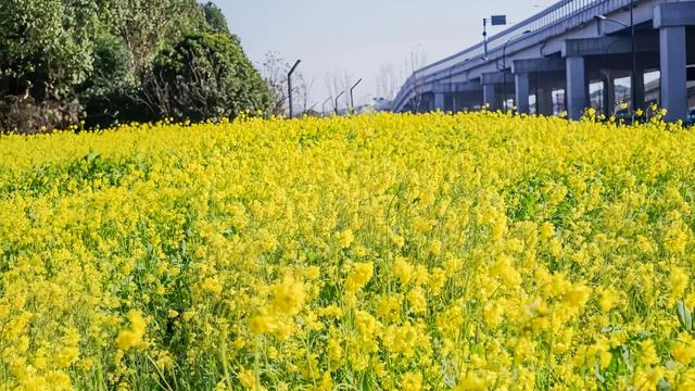 大片油菜花开，恍若邂逅春日！良渚七贤桥村花海成热门打卡地