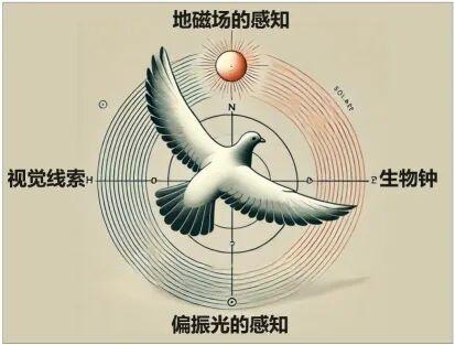 放飞的“和平鸽”是什么鸽