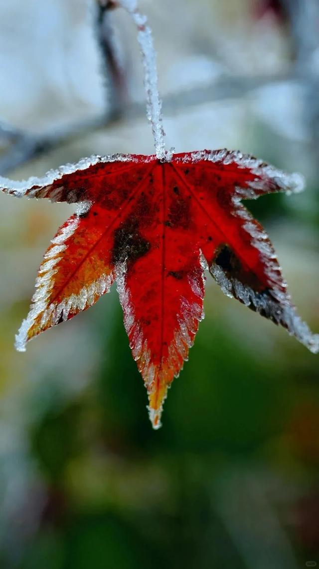 如画江西的冬日惊喜，是什么样子的？